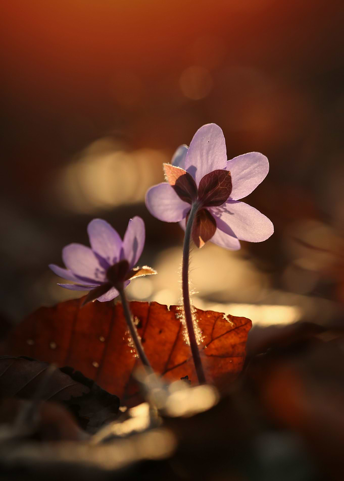 Spring flowers