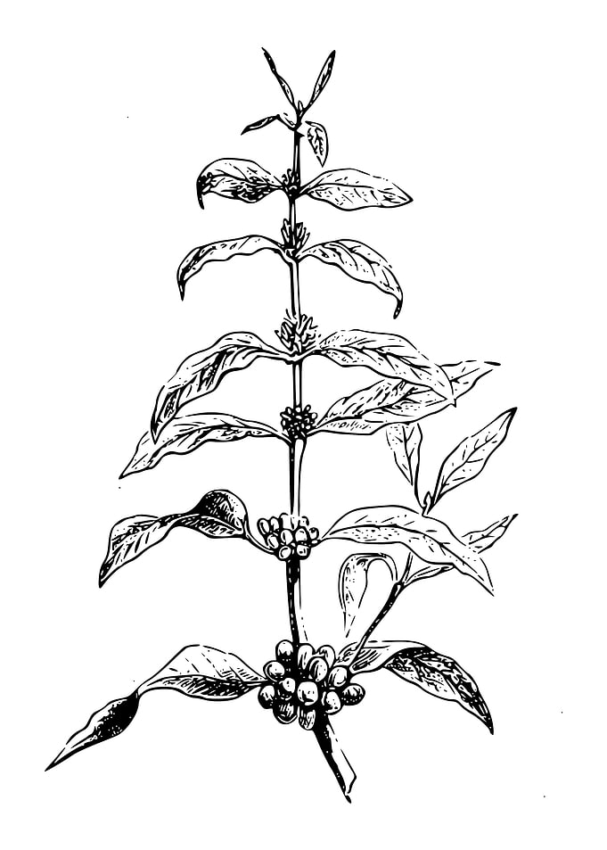 coffee plant