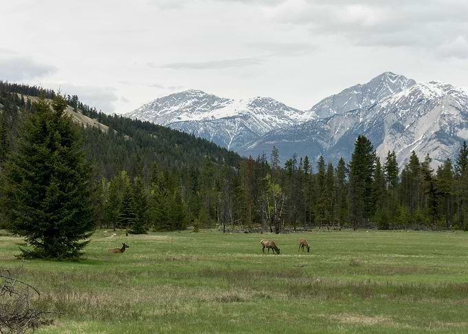 Jasper views