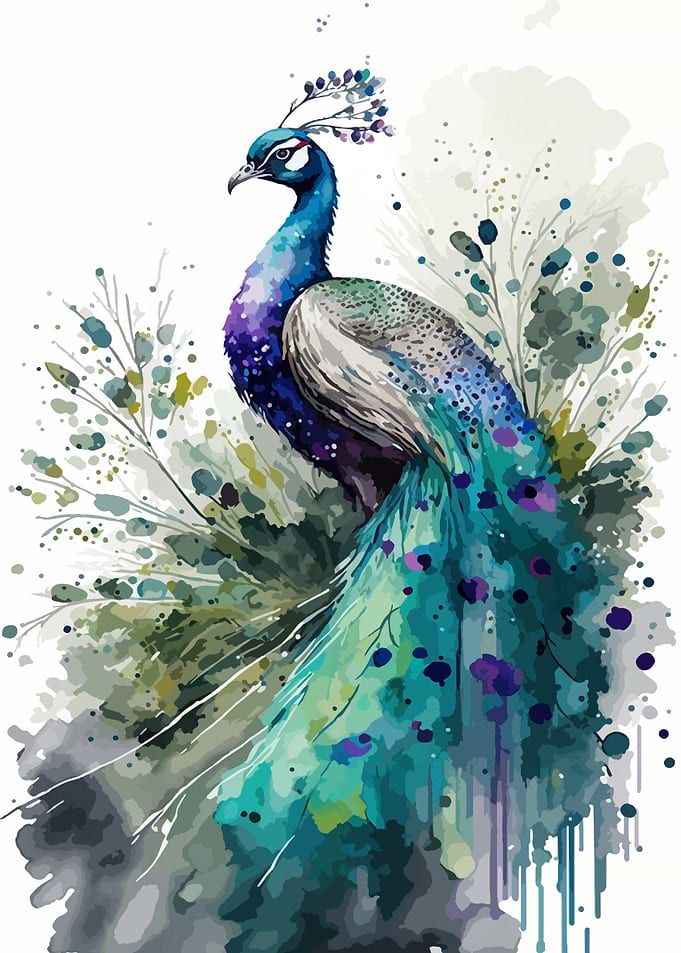 Peacock watercolor