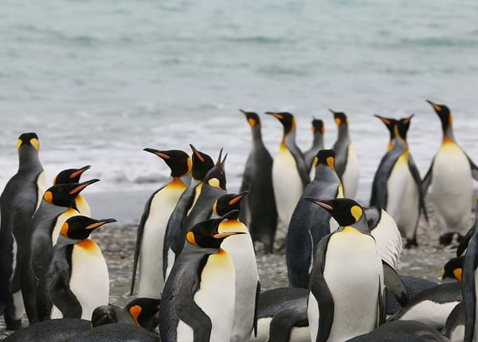 Active Group of Penguins