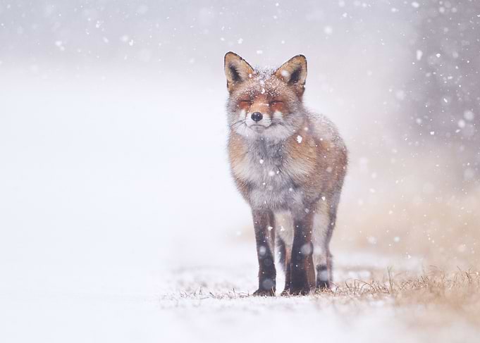 Happy Smiling Red Fox
