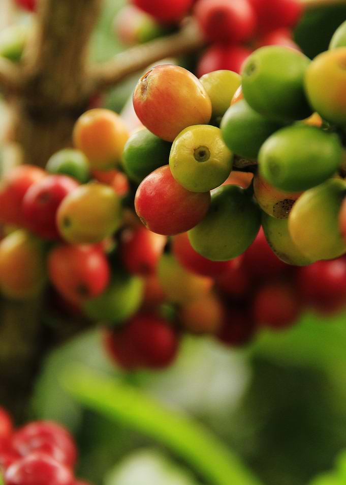coffee grains