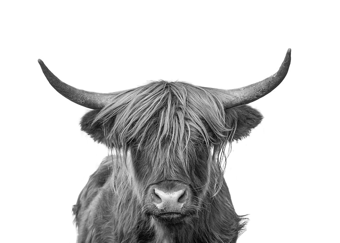 Highland Cow Black White