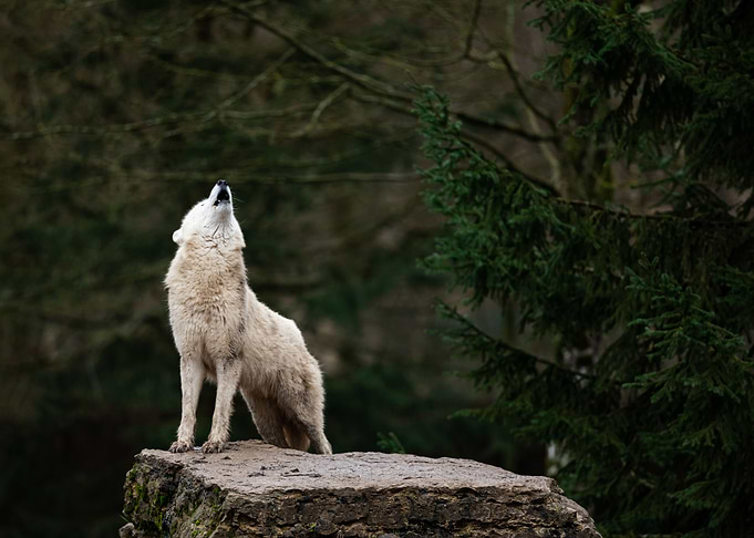 Howling White Wolf