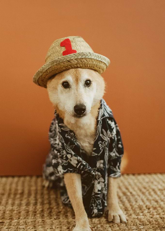 GOOD DOG