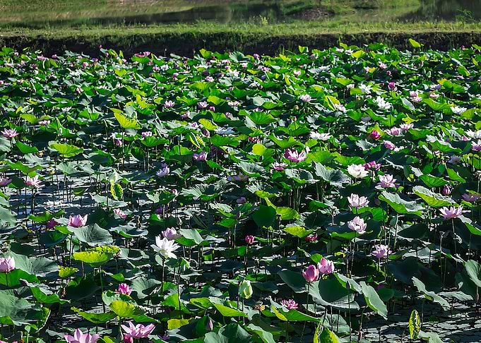 Lotus
