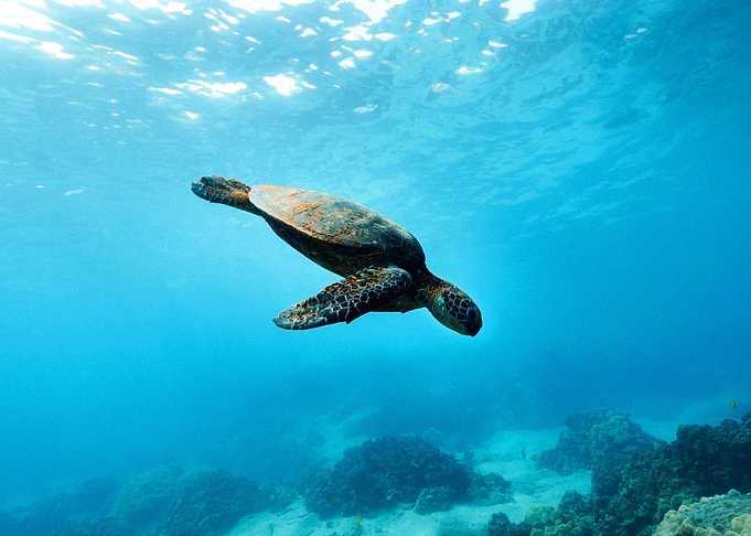 Sea Turlte