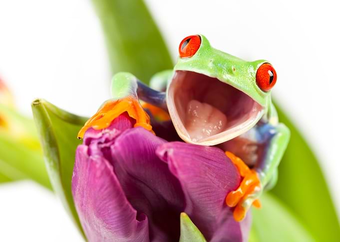 Red Eyed Green Tree Frog