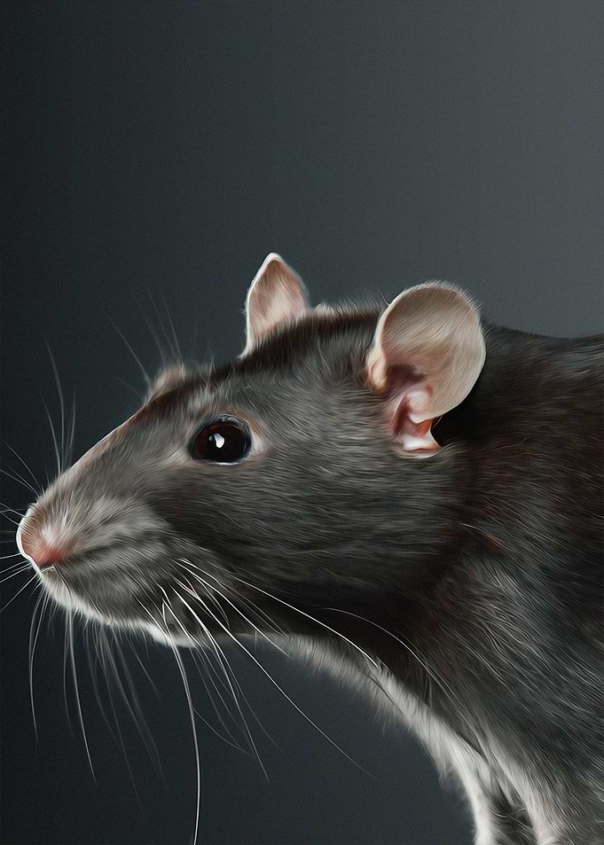 Funny rat