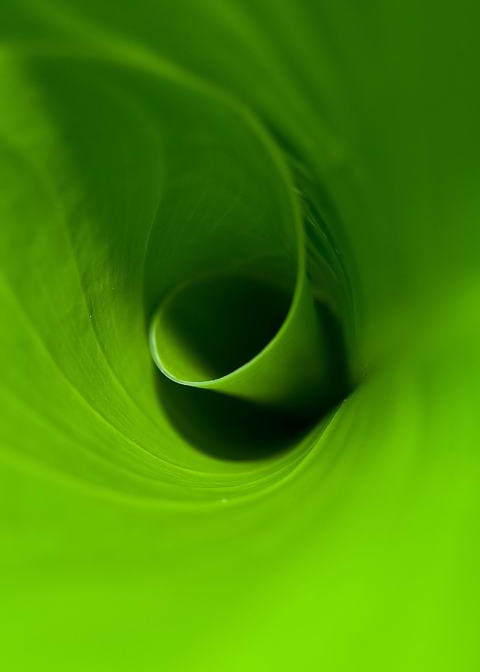 abstract leaf