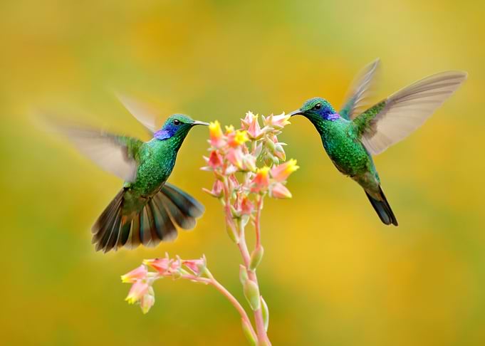 Blue Green Hummingbirds