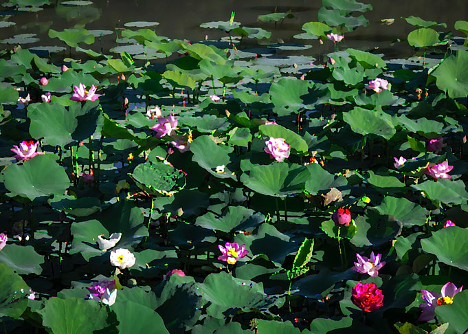 Lotus