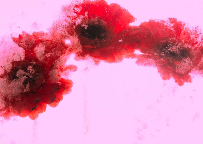 3 Gerbera in ice