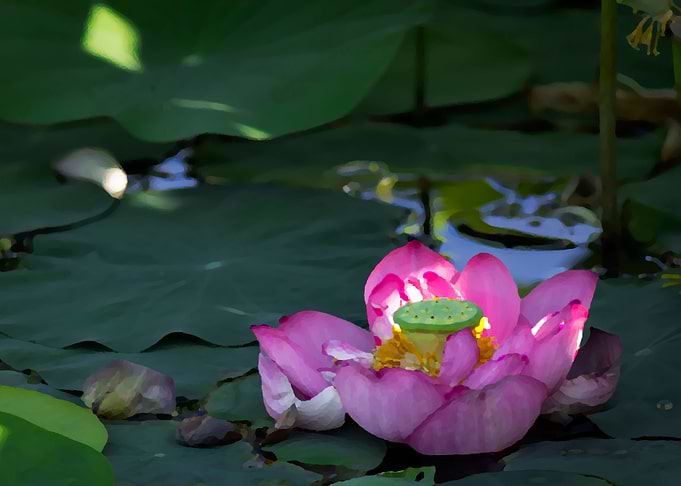Lotus