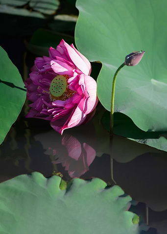Lotus