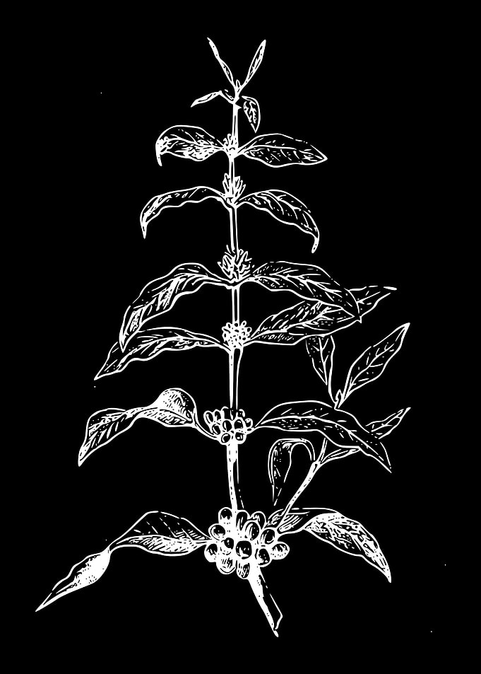 coffee plant