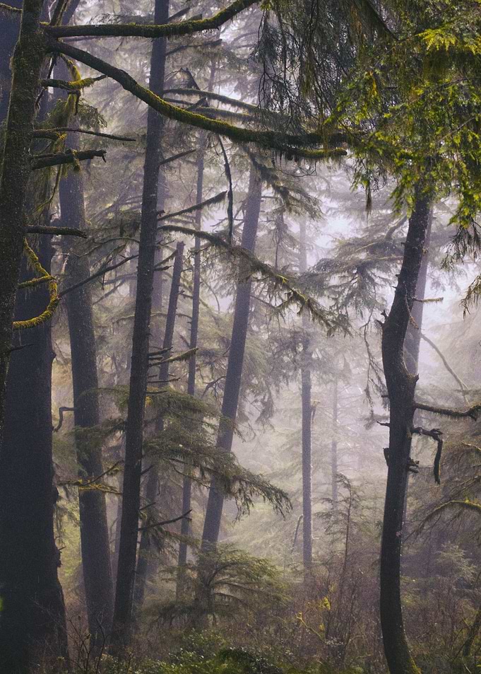 Pine Forest