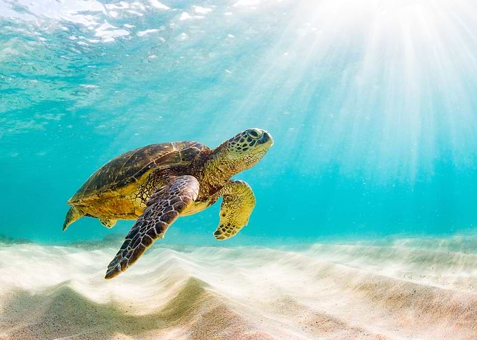 Hawaiian Green Sea Turtle
