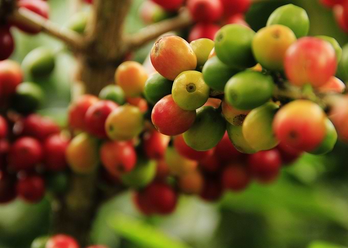 coffee grains