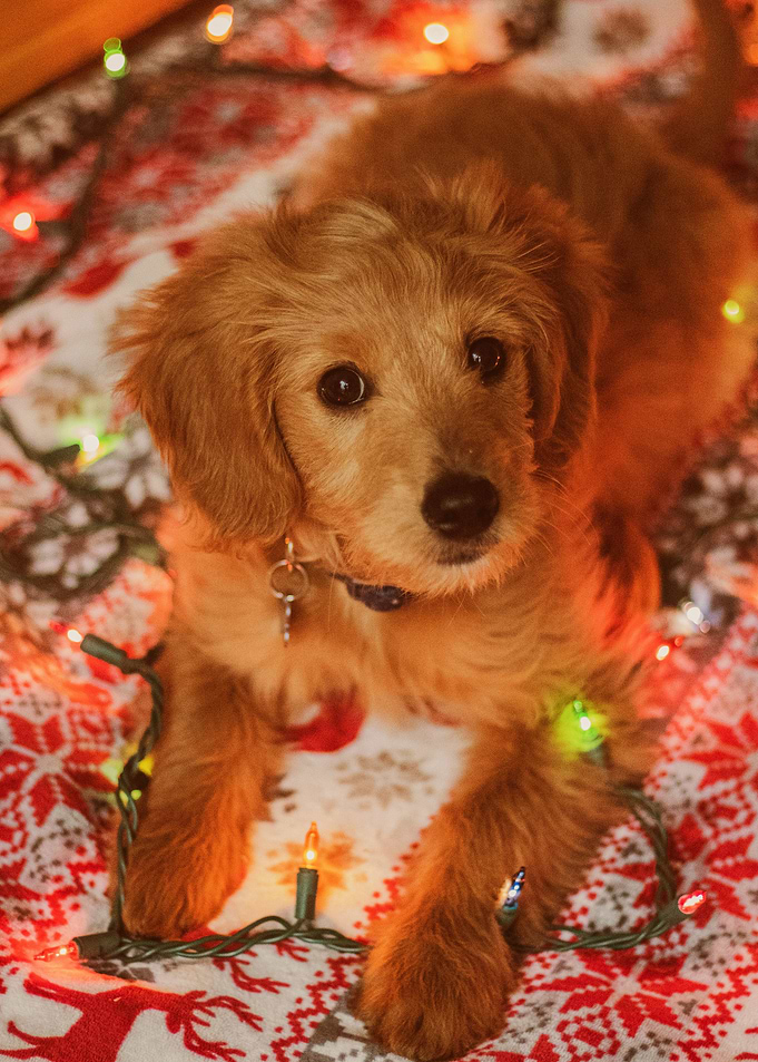 BROWN DOG