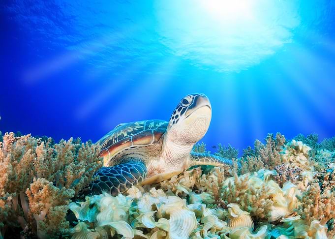 Green Sea Turtle