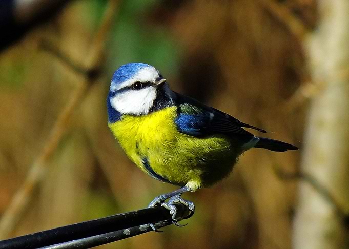 Blue Tit