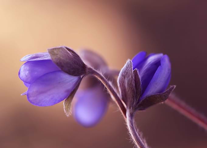 Spring flowers
