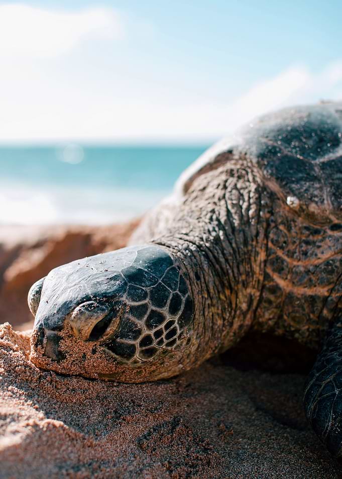 Sea Turtle
