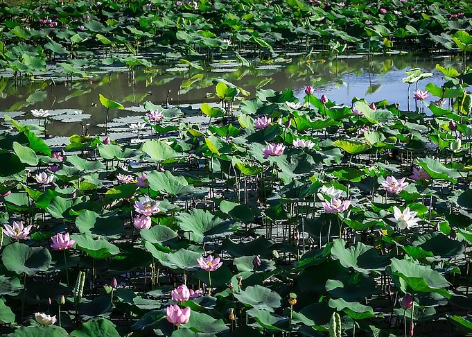 Lotus