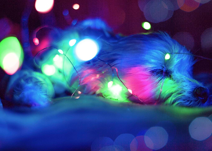 SLEEPING DOG