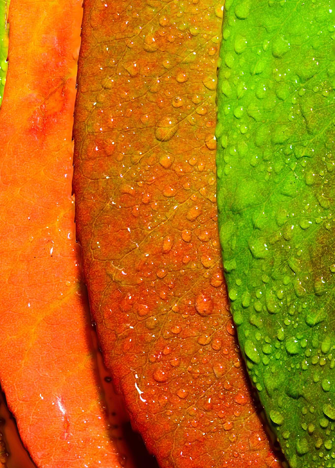 colorful leaf