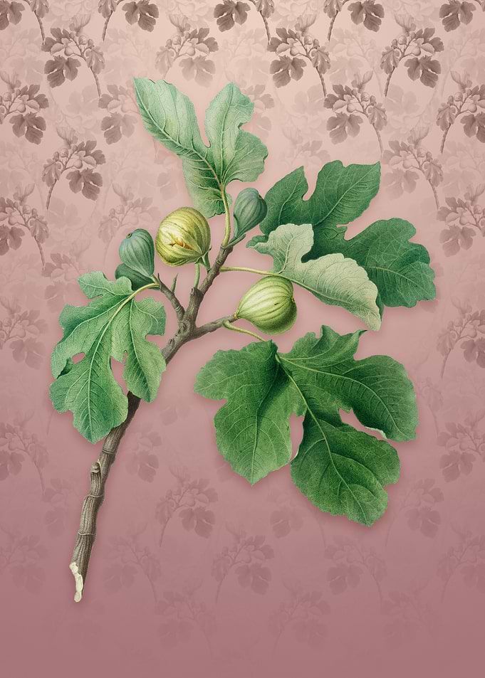 Vintage Fig on Dusty Pink