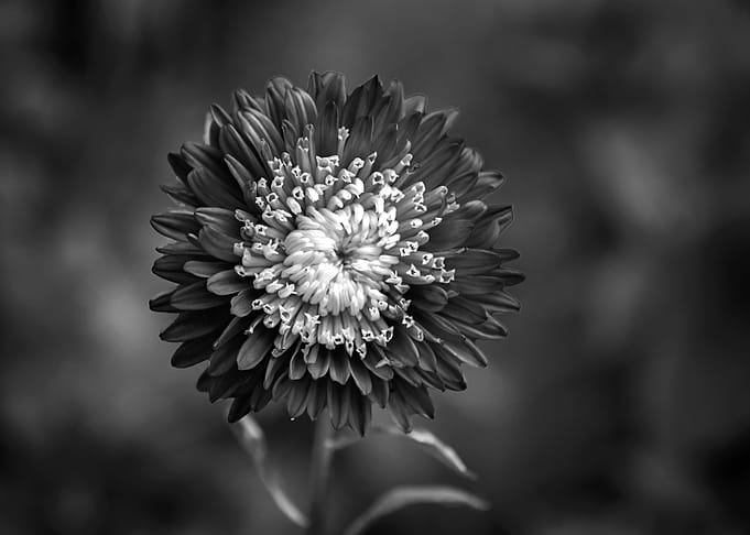 flower of aster