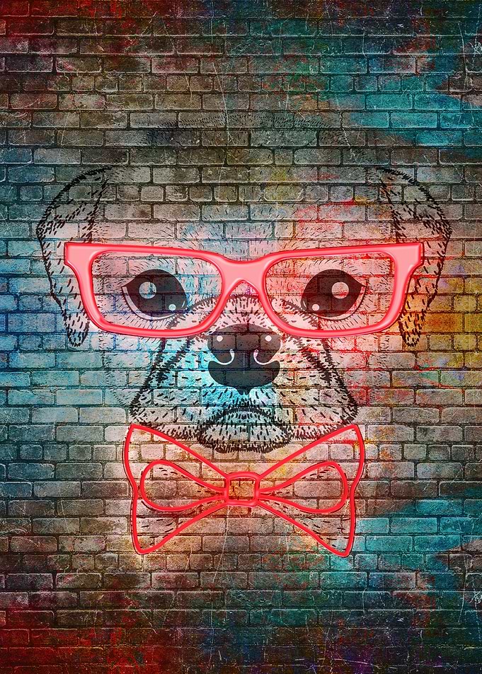 Cute french bulldog boy