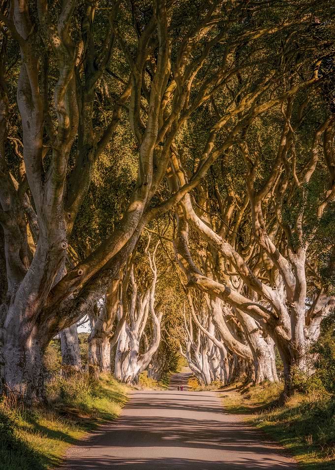 The Dark Hedges