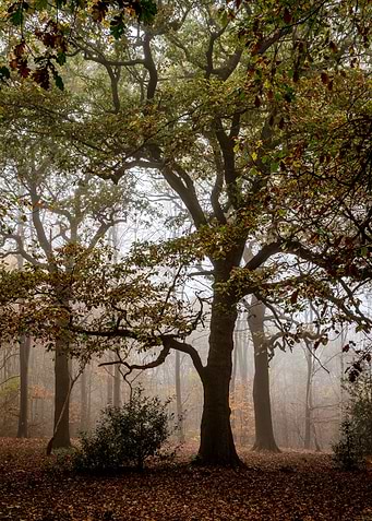 Misty Forest Morning
