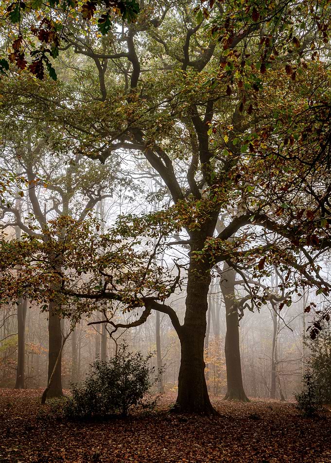 Misty Forest Morning