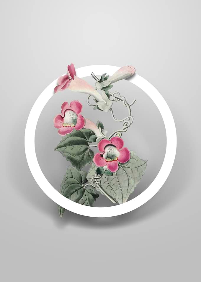 Lophospermum Flower Circle