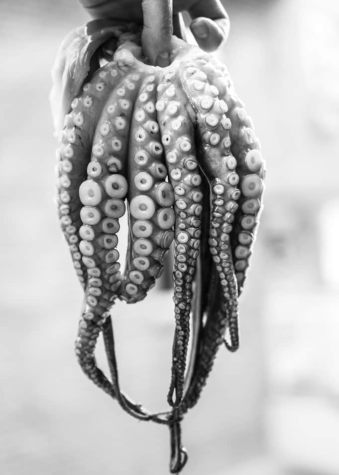 The octopus