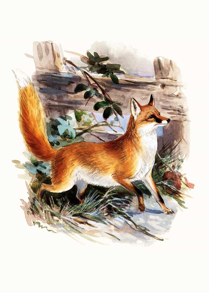 Fox Watercolor