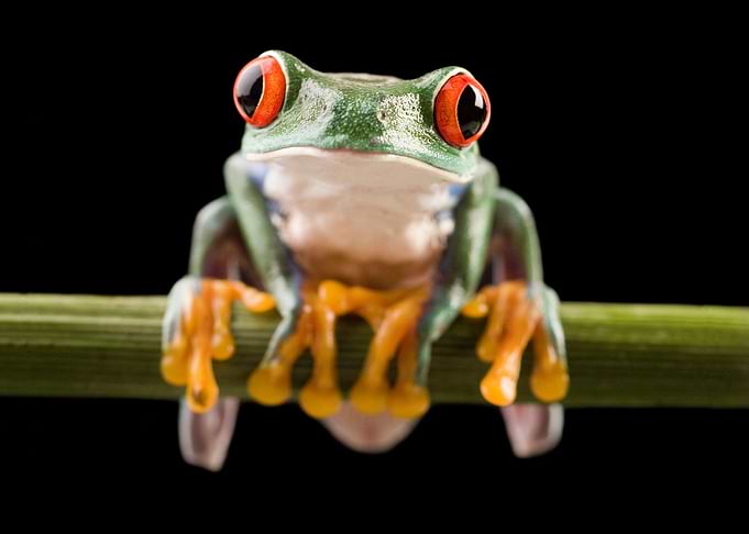 Red Eyed Green Tree Frog