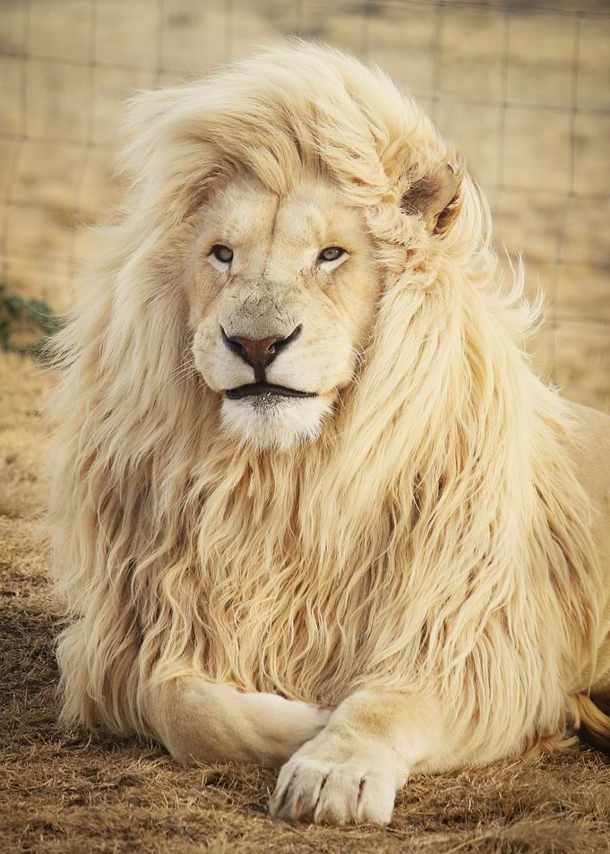Lion in the wind