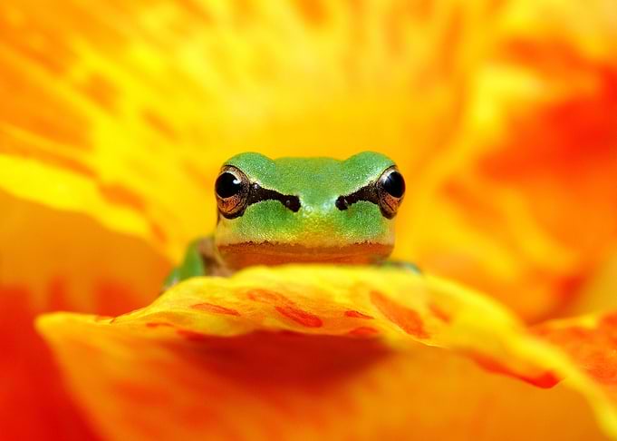 Hyla Green Tree Frog