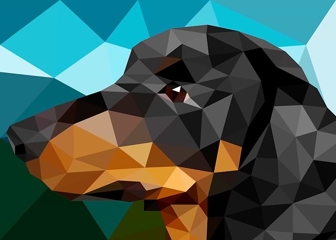 Dachshund