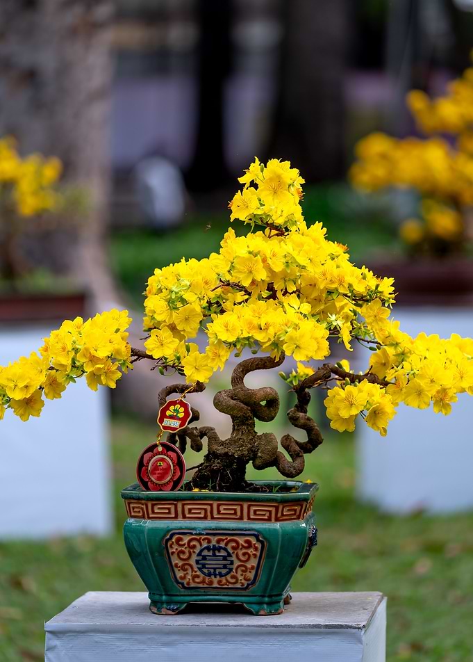 Bonsai Tree Yellow Blooms