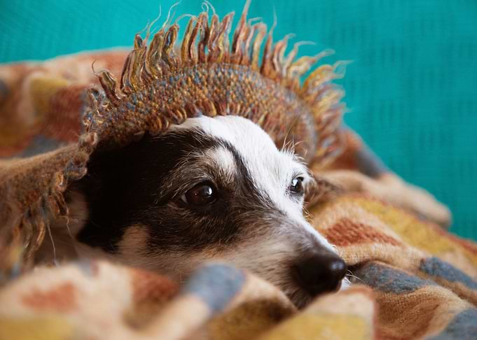LAZY DOG