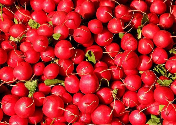 radish