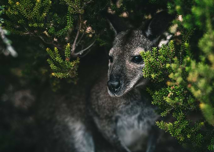 Hiding Wallaby