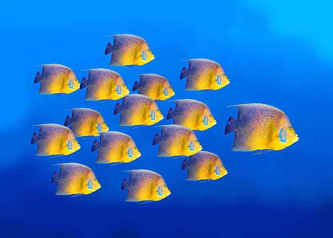 Bright Yellow Angelfish